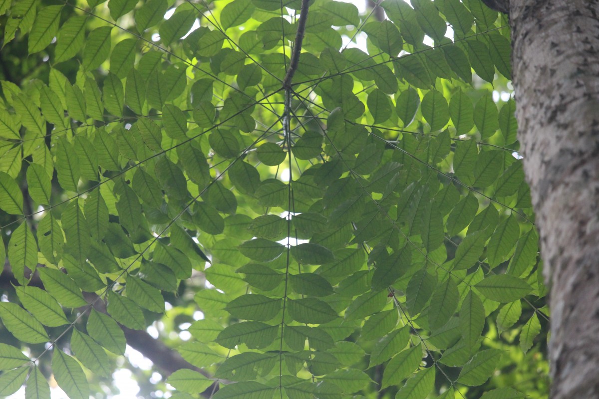 Zanthoxylum rhetsa (Roxb.) DC.